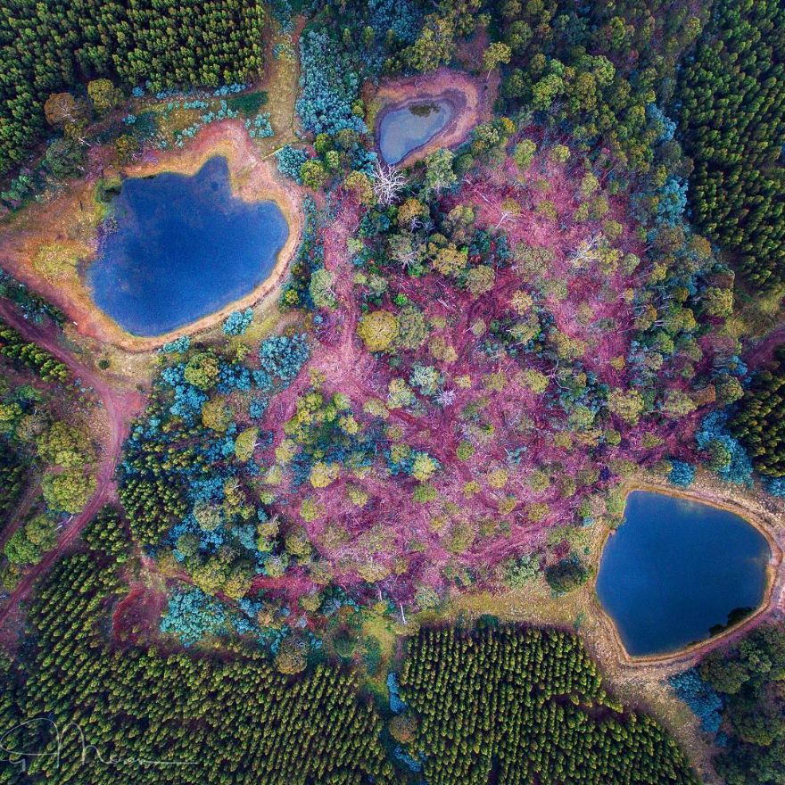 Pine Plantation Clearing