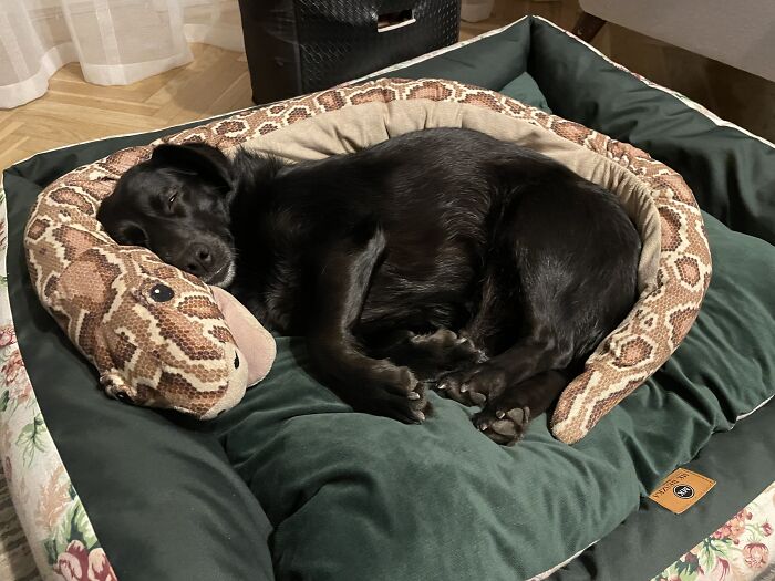 Aza And Her Favourite Snake