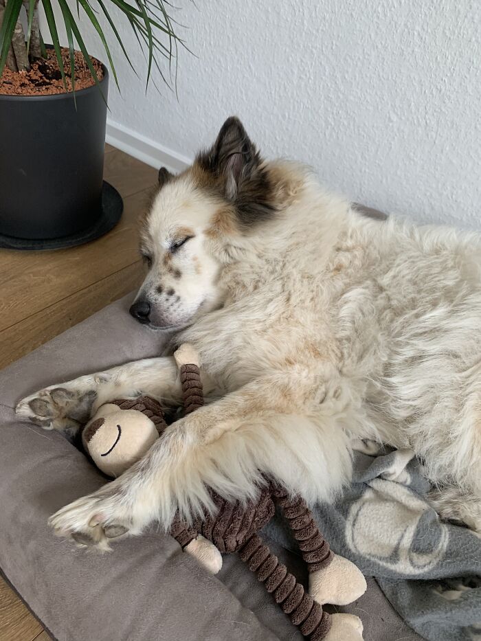 Sleeps Best With Her Buddy