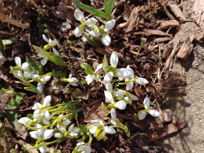 Snowdrops In My Garden!