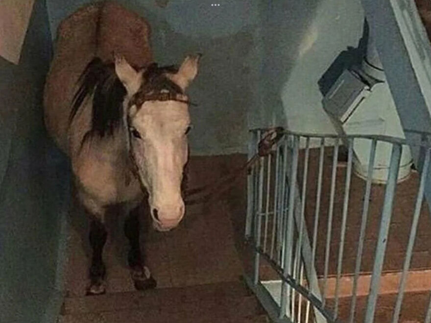 I Found 24 Of The Funniest And Weird Cursed Images