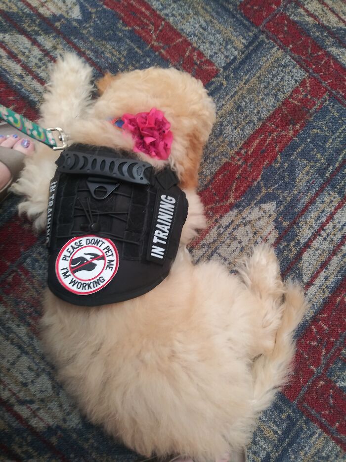 Dahlia Sleeping On The Job