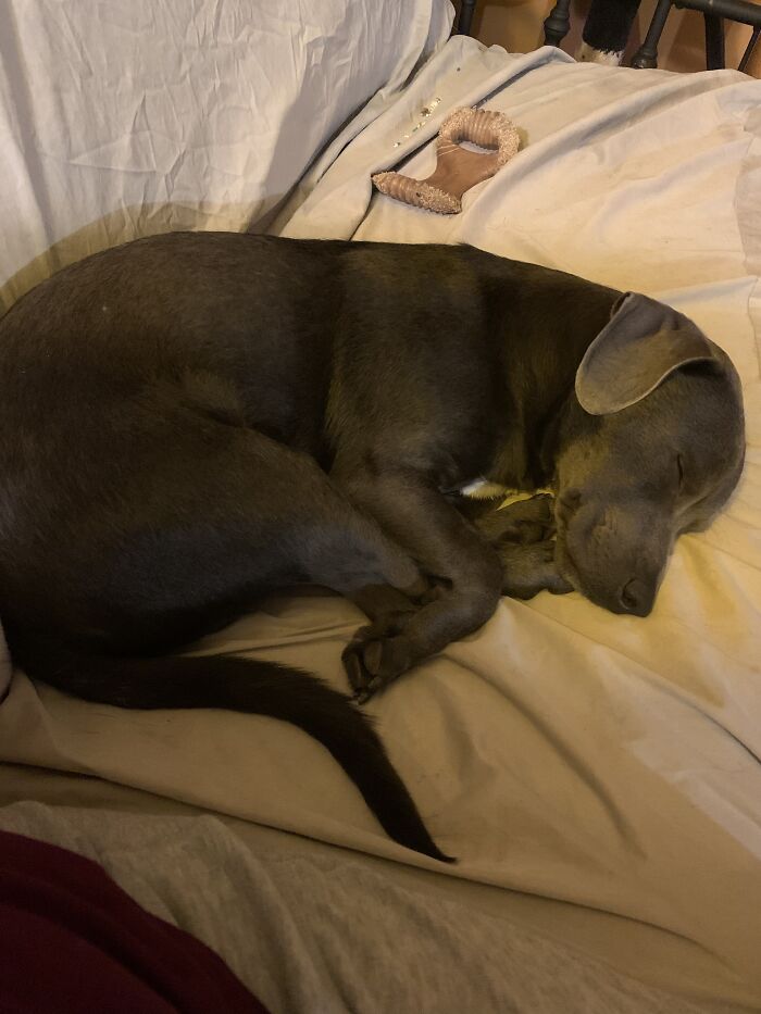 Gluten My Rescuer Noodle.