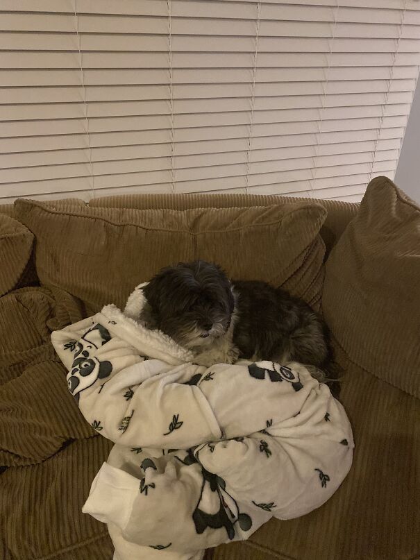 My Cute Puppy: Violet