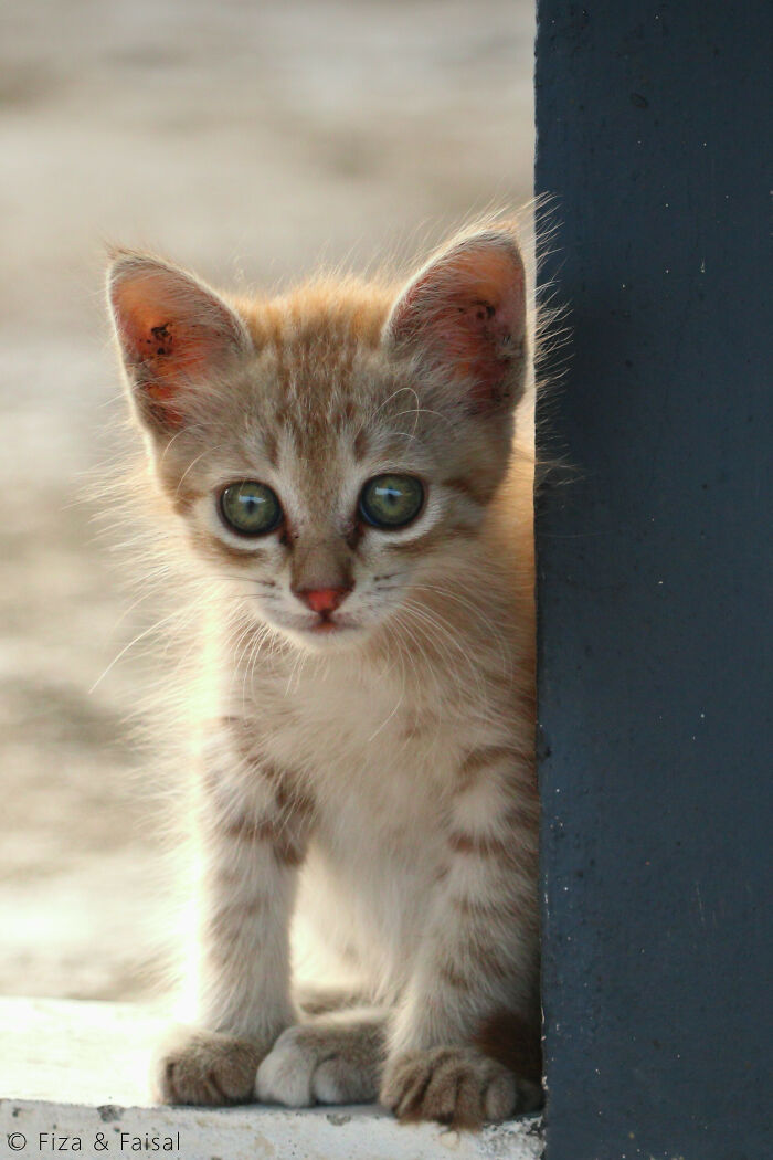 My Kitten When We Got Him. He Was Approximately 1.5 Months By This Point