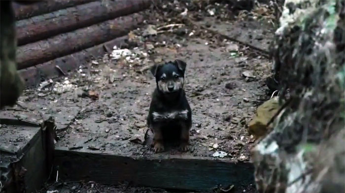 Este cachorro rescatado por soldados ucranianos se convierte en un fiel perro guardi&aacute;n