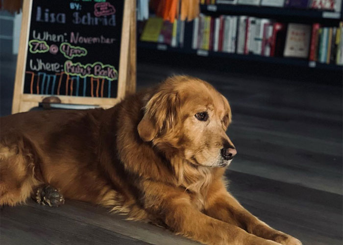 Bookstore Becomes More Magical When Golden Retriever Is Appointed As Manager