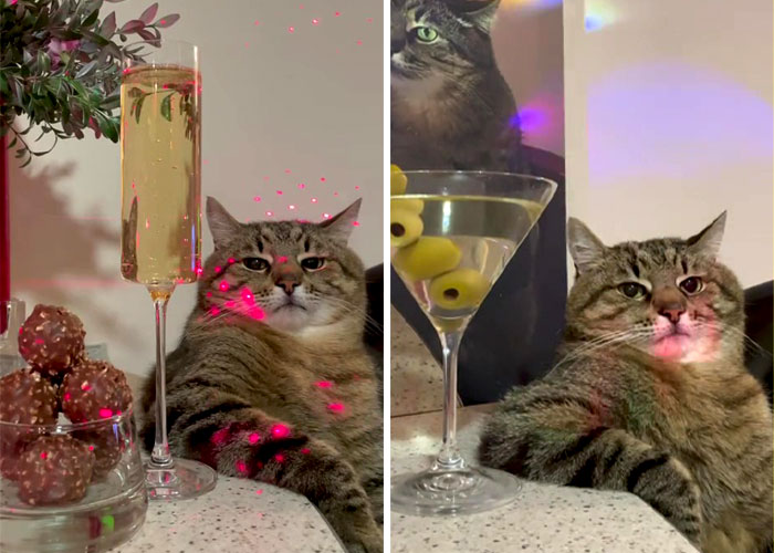 Stepan, el famoso gato ucraniano, huyó junto a su familia y encontró refugio en Francia