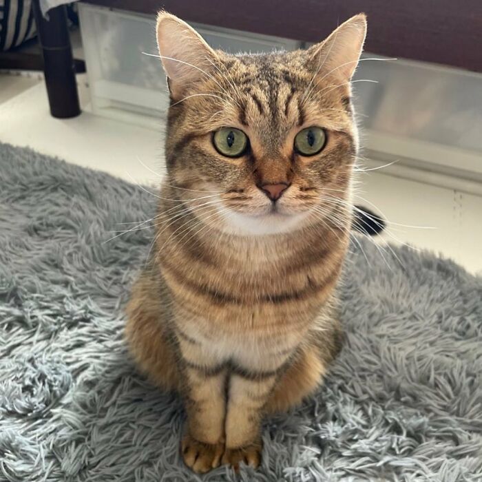 Se vuelve viral este gato con pantuflas hechas de su propio pelaje