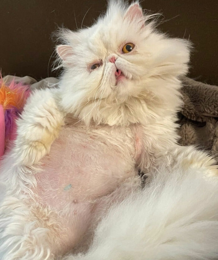 Cats-Being-Weird-Weirdlilguys