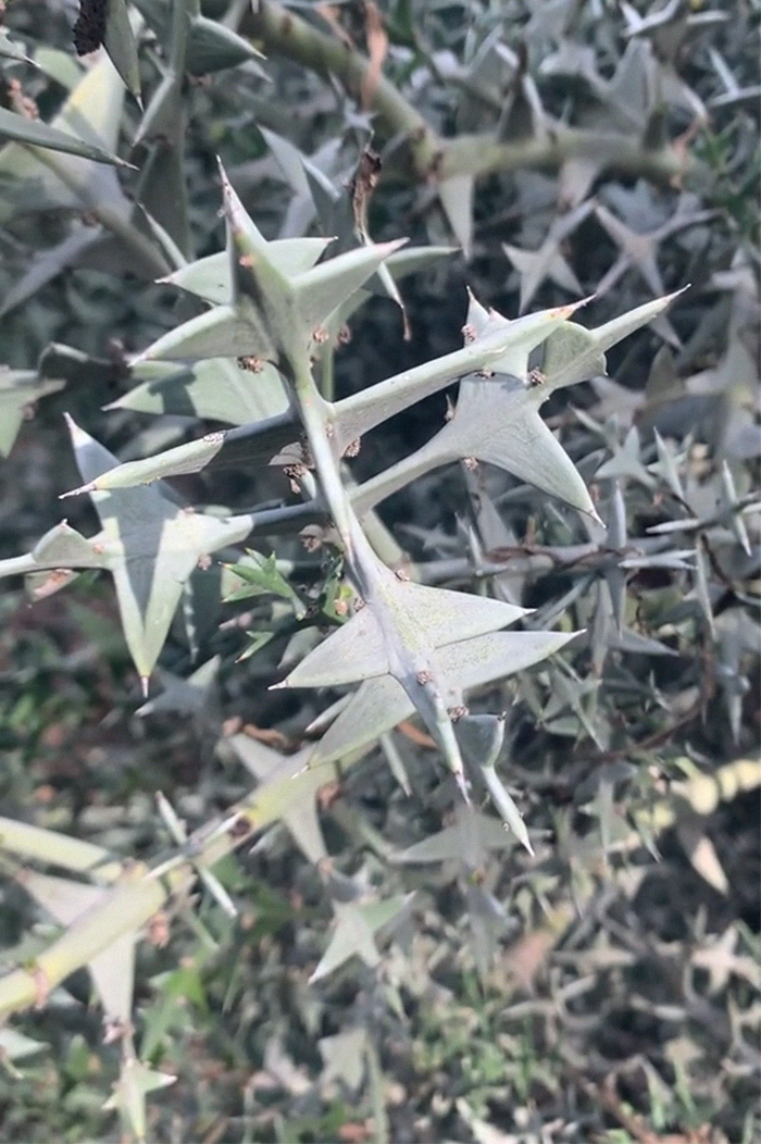 Seen At Huntington Botanical Gardens And I Was Sort Of Hypnotized By The Geometry