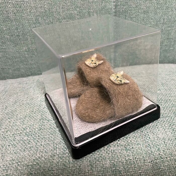 Se vuelve viral este gato con pantuflas hechas de su propio pelaje