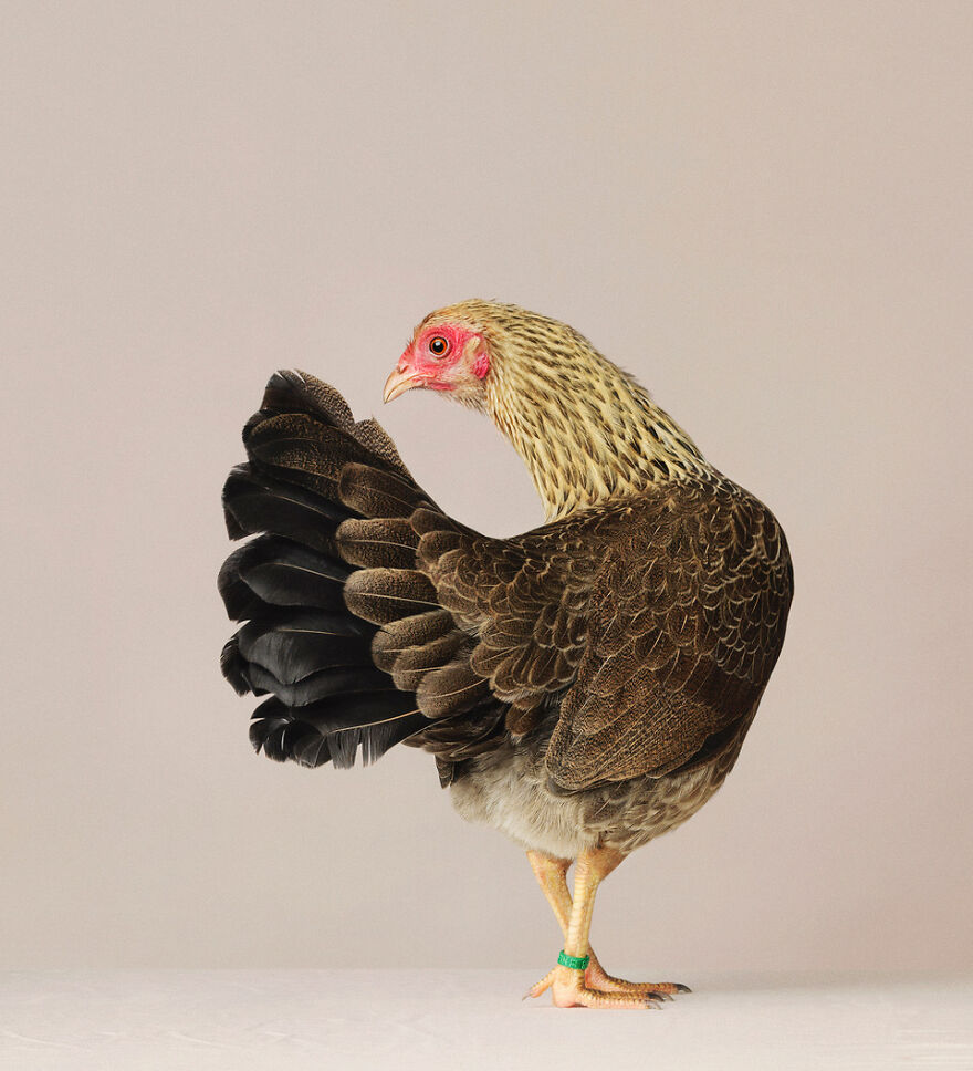 This Photographer Turns Roosters And Hens Into Professional Models (15 Pics)
