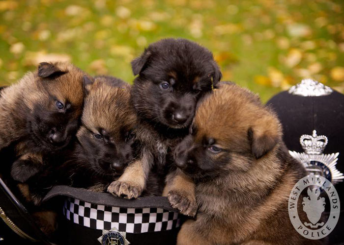 Video Captures The Tiniest Police Pup Doing Rounds Around An Airport, Amasses 9M Views