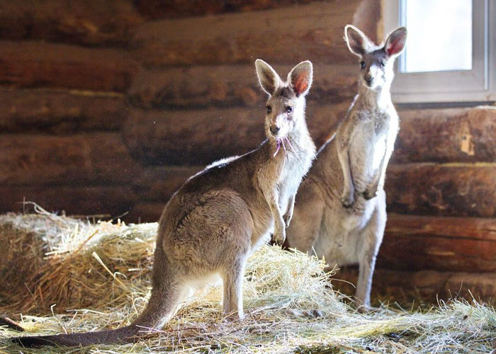 Man Drives 10 Kangaroos To Safety With His Van From A Zoo In Kharkiv That Suffered An Attack Man Drives 10 Kangaroos To Safety With His Van From A Zoo In Kharkiv That Suffered An Attack