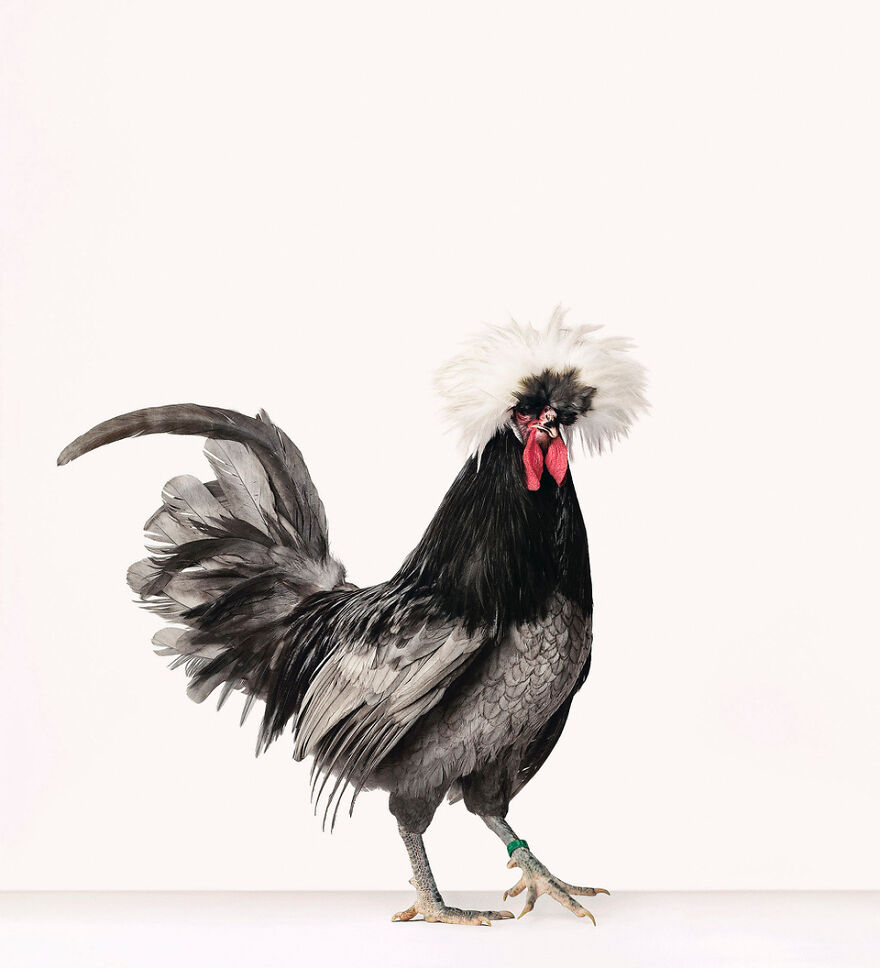 This Photographer Turns Roosters And Hens Into Professional Models (15 Pics)