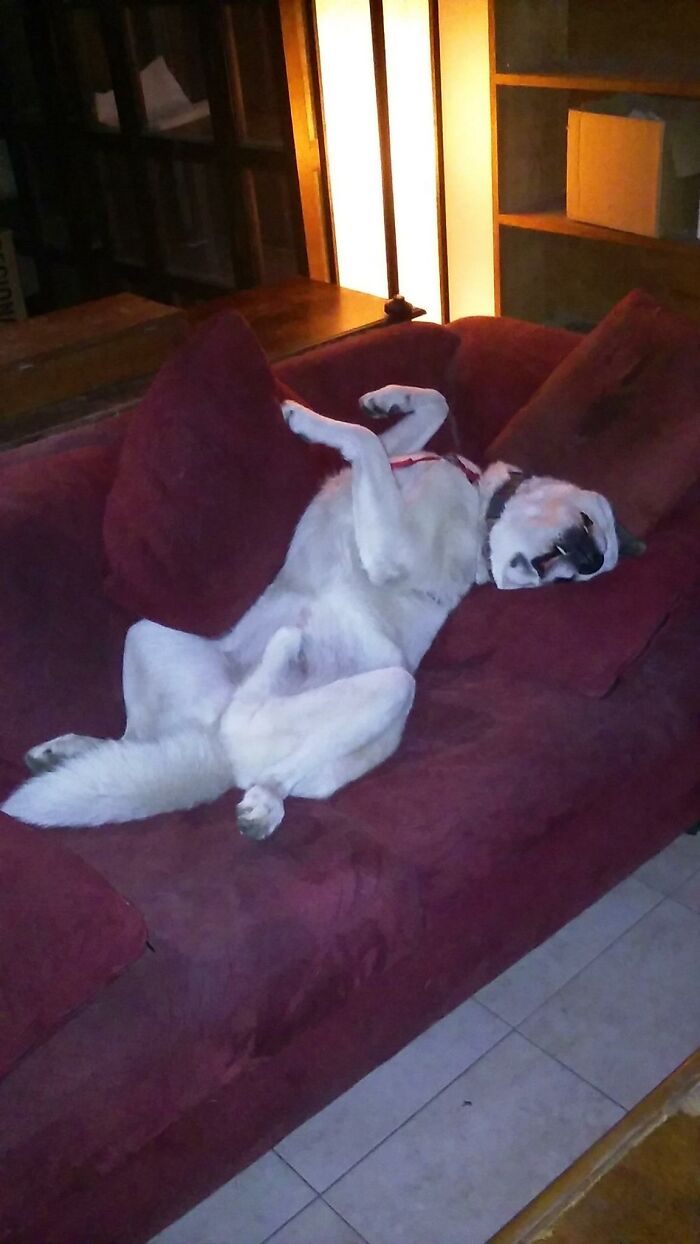 My Akita Named Kitty