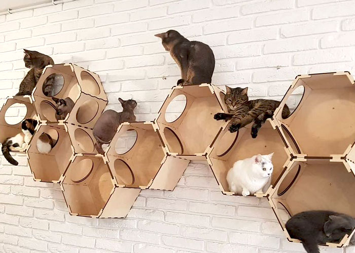 “Nunca abandonaríamos nuestro país”: Esta cafetería de gatos ucraniana permanece abierta durante la guerra