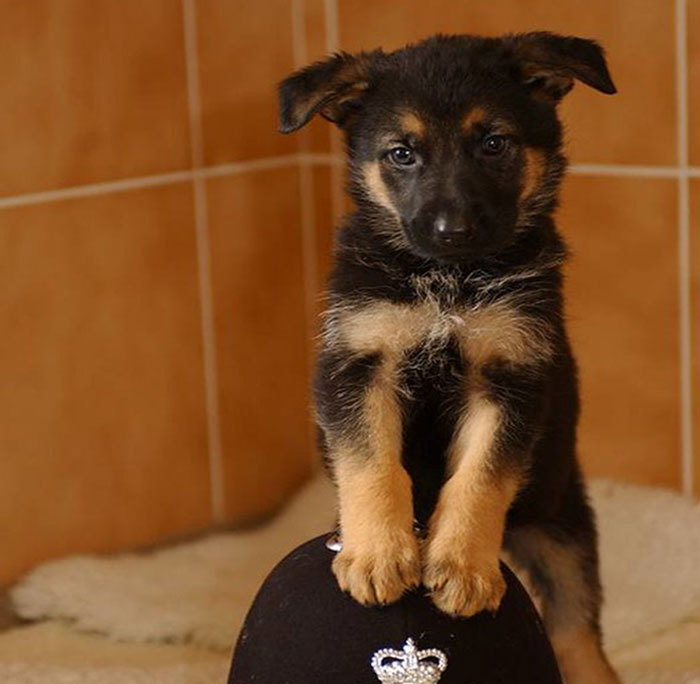 Video Captures The Tiniest Police Pup Doing Rounds Around An Airport, Amasses 9M Views