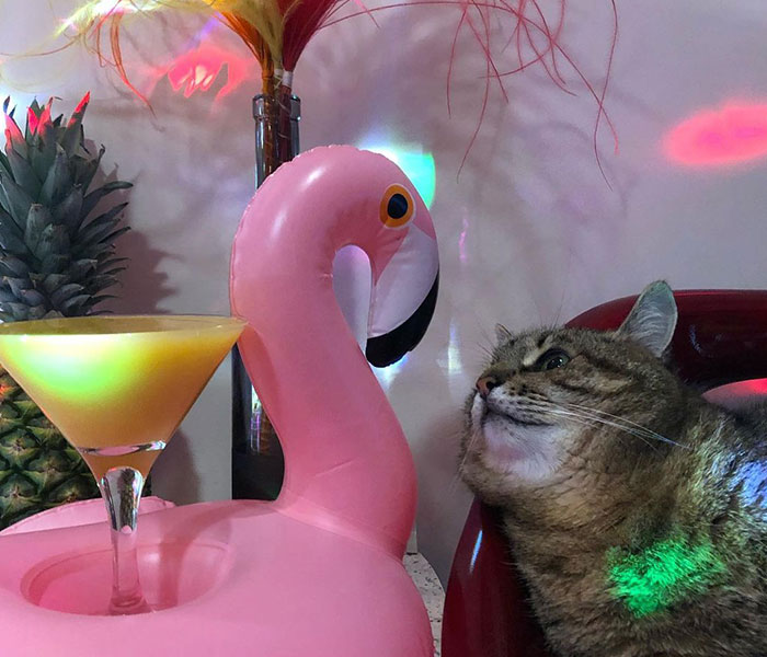 Stepan, el famoso gato ucraniano, huyó junto a su familia y encontró refugio en Francia