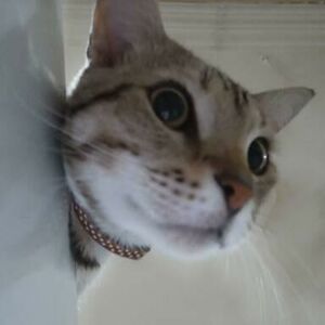 fabioandrelizardo avatar