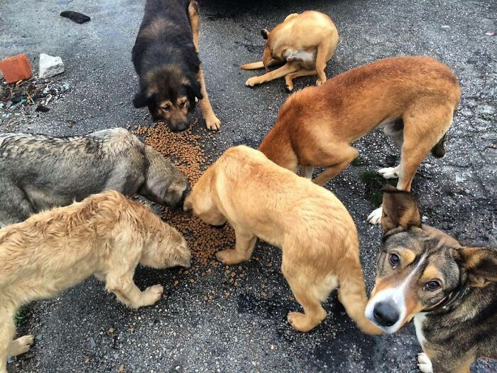 Almost Every Day After Work, This Woman Drives Up The Hills Of Sapanca In Turkey To Take Care Of Neglected Dogs There