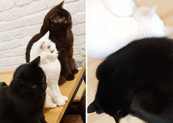 “Nunca abandonaríamos nuestro país”: Esta cafetería de gatos ucraniana permanece abierta durante la guerra
