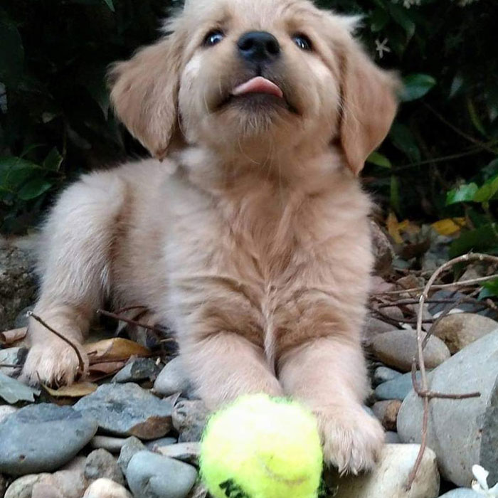 Bookstore Becomes More Magical When Golden Retriever Is Appointed As Manager