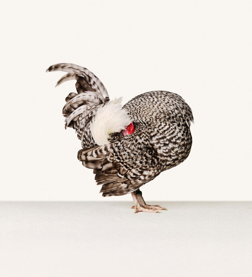 This Photographer Turns Roosters And Hens Into Professional Models (15 Pics)