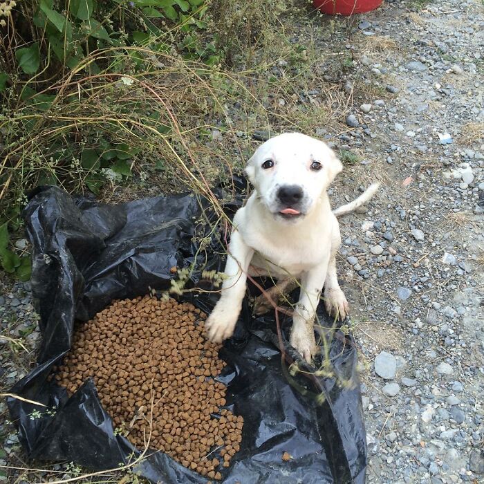 Almost Every Day After Work, This Woman Drives Up The Hills Of Sapanca In Turkey To Take Care Of Neglected Dogs There