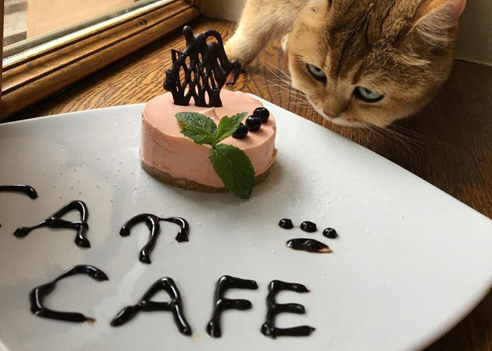 “Nunca abandonaríamos nuestro país”: Esta cafetería de gatos ucraniana permanece abierta durante la guerra