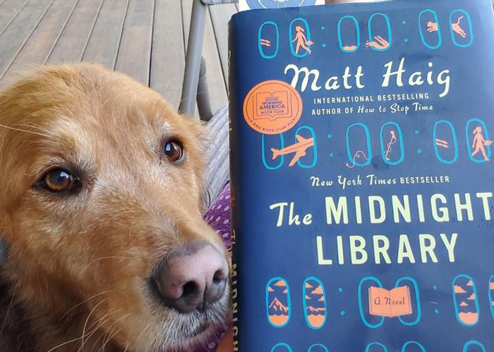 Bookstore Becomes More Magical When Golden Retriever Is Appointed As Manager