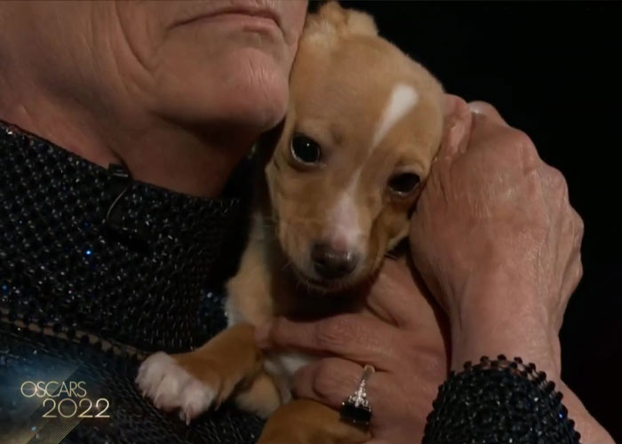 Puppy Named Mac N Cheese Wins Big At The Oscars As John Travolta Adopts Him After Betty White Tribute Puppy Named Mac N Cheese Wins Big At The Oscars As John Travolta Adopts Him After Betty White Tribute