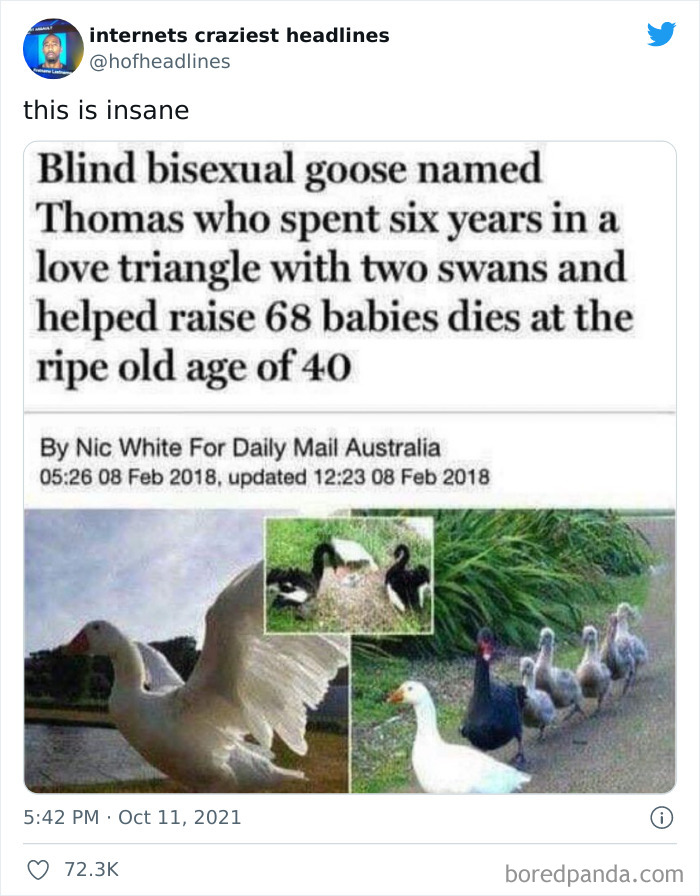 Internets-Craziest-Headlines