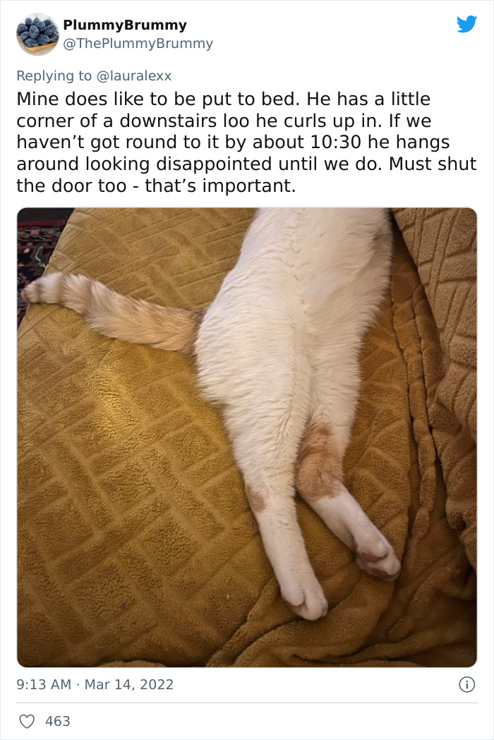 Online Folks Reveal 26 Stories About Cats And Their Engaging Night Routines