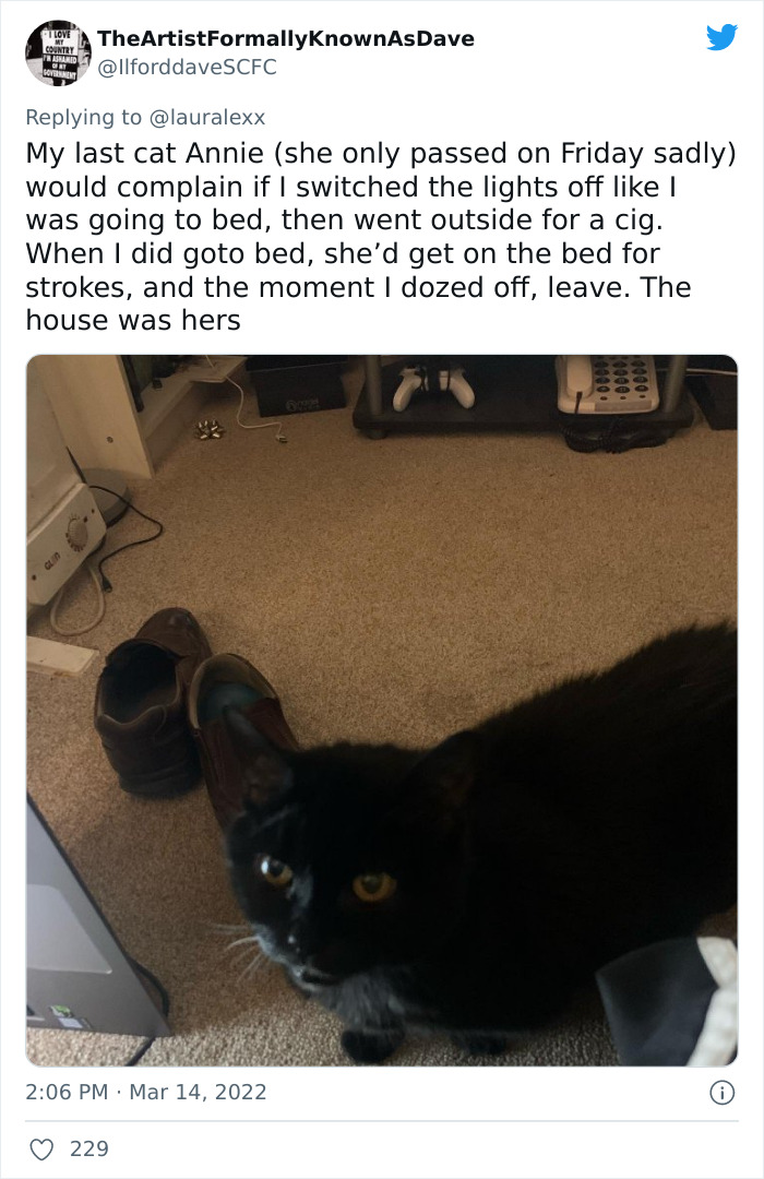 Online Folks Reveal 26 Stories About Cats And Their Engaging Night Routines