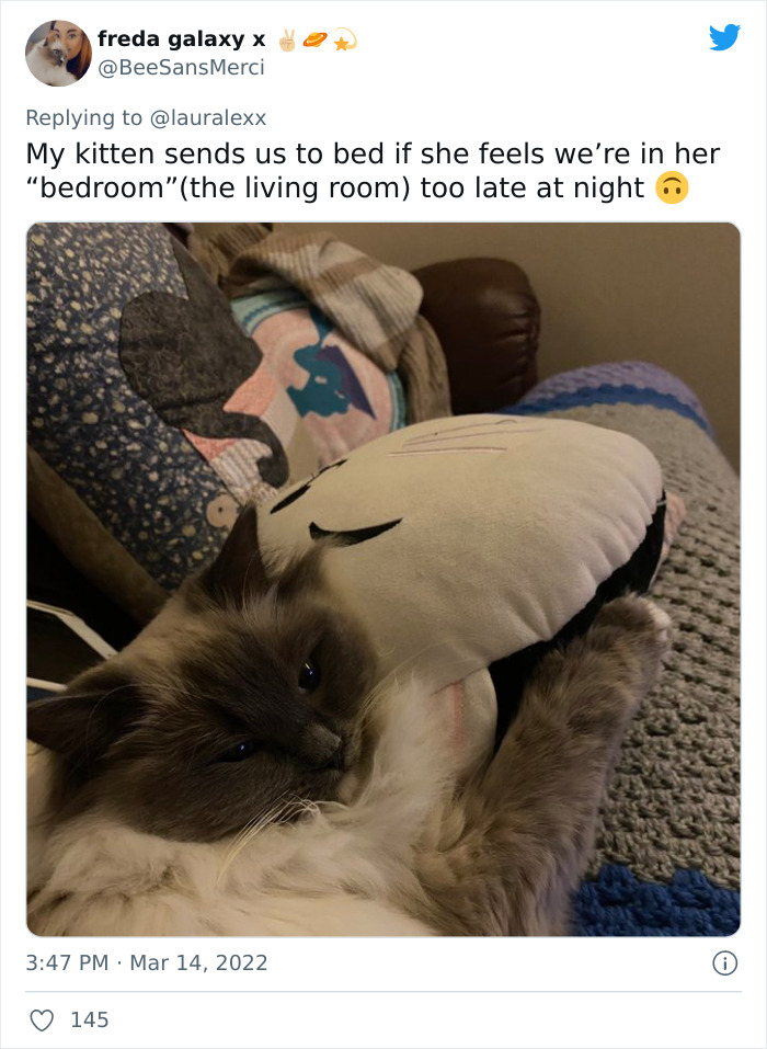 Online Folks Reveal 26 Stories About Cats And Their Engaging Night Routines