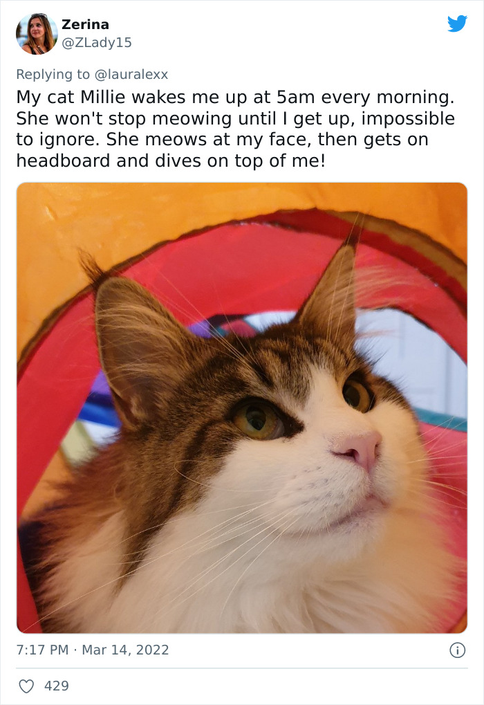 Online Folks Reveal 26 Stories About Cats And Their Engaging Night Routines