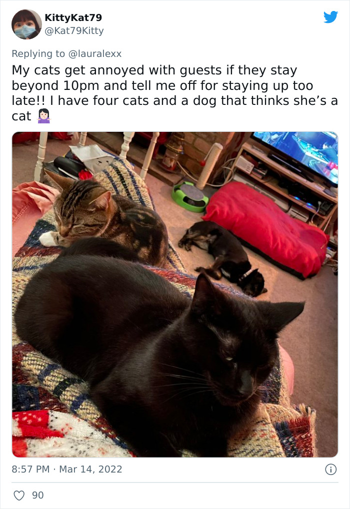 Online Folks Reveal 26 Stories About Cats And Their Engaging Night Routines