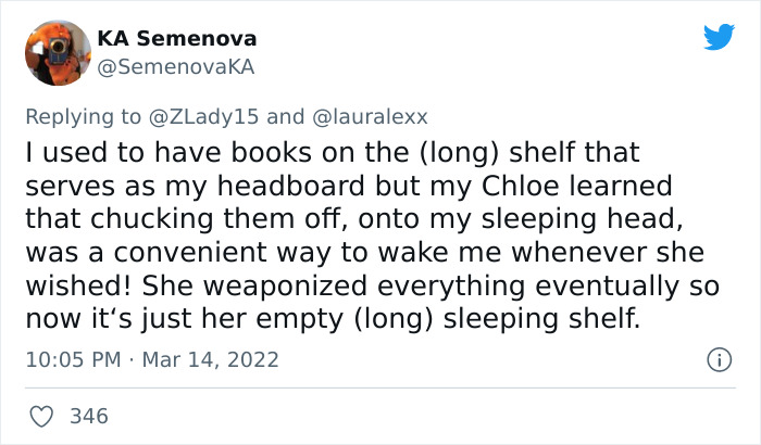 Online Folks Reveal 26 Stories About Cats And Their Engaging Night Routines