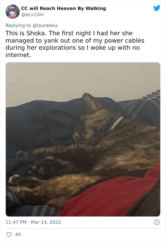 Online Folks Reveal 26 Stories About Cats And Their Engaging Night Routines