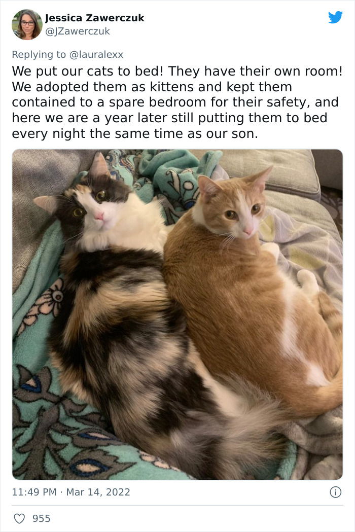 Online Folks Reveal 26 Stories About Cats And Their Engaging Night Routines