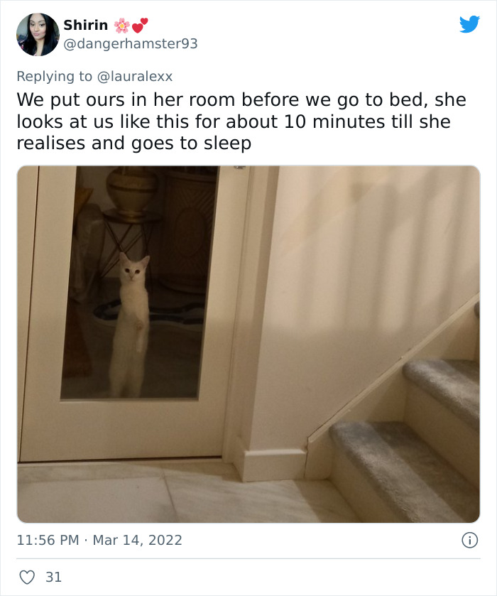 Online Folks Reveal 26 Stories About Cats And Their Engaging Night Routines