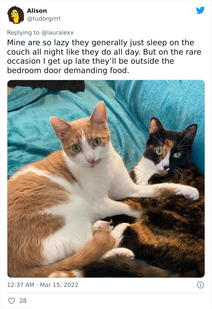 Online Folks Reveal 26 Stories About Cats And Their Engaging Night Routines