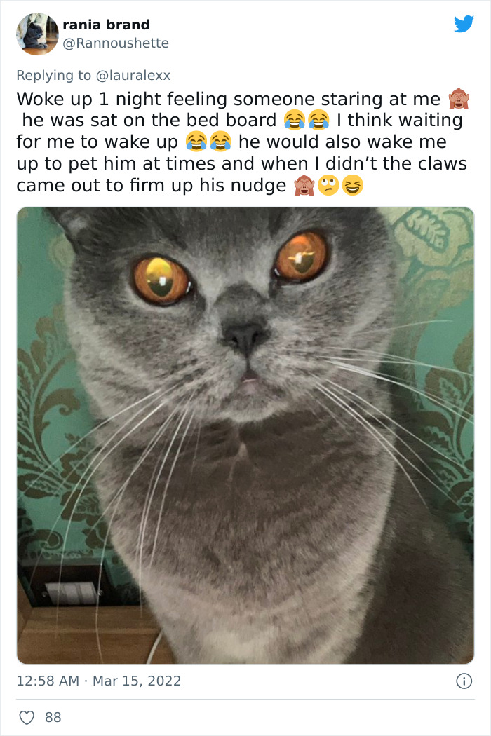 Online Folks Reveal 26 Stories About Cats And Their Engaging Night Routines