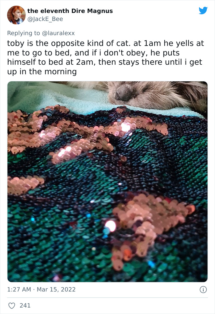 Online Folks Reveal 26 Stories About Cats And Their Engaging Night Routines