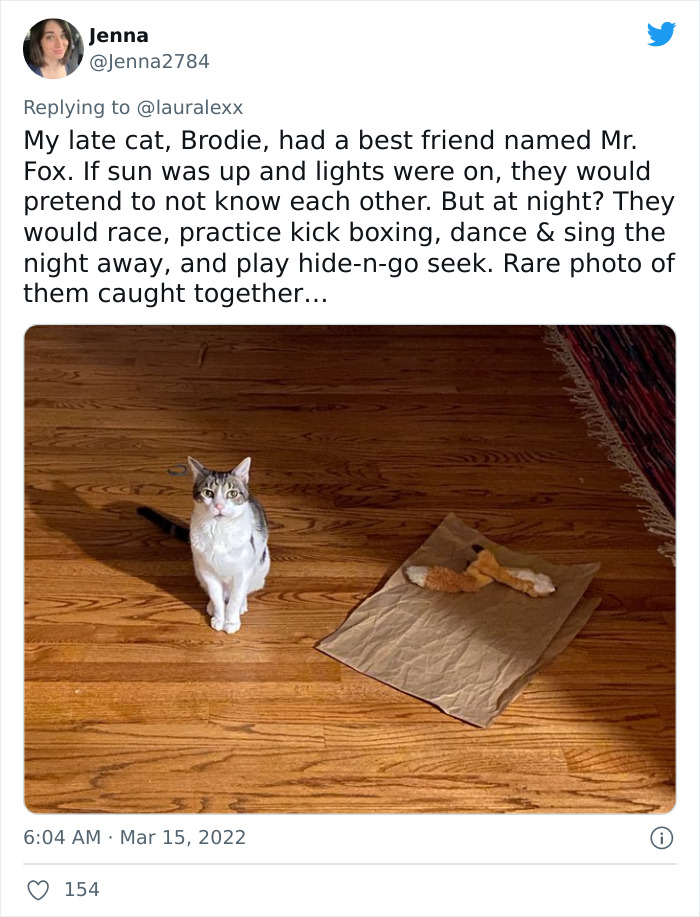 Online Folks Reveal 26 Stories About Cats And Their Engaging Night Routines