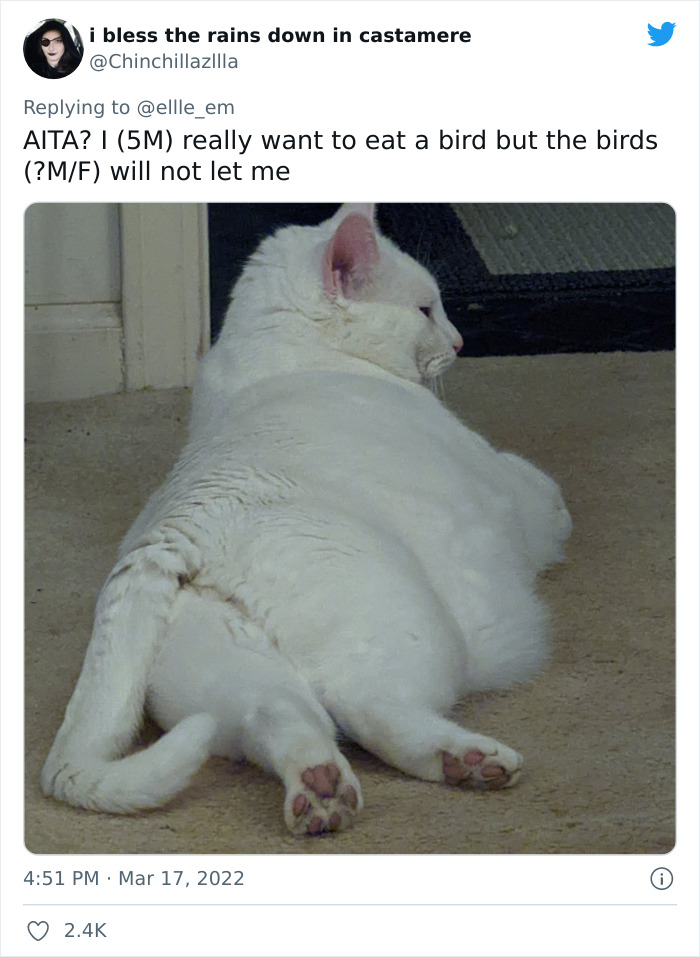 Aita-Cats-Twitter-Thread