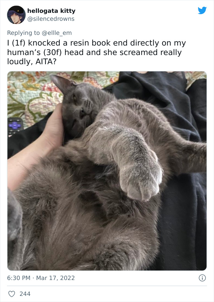 Aita-Cats-Twitter-Thread