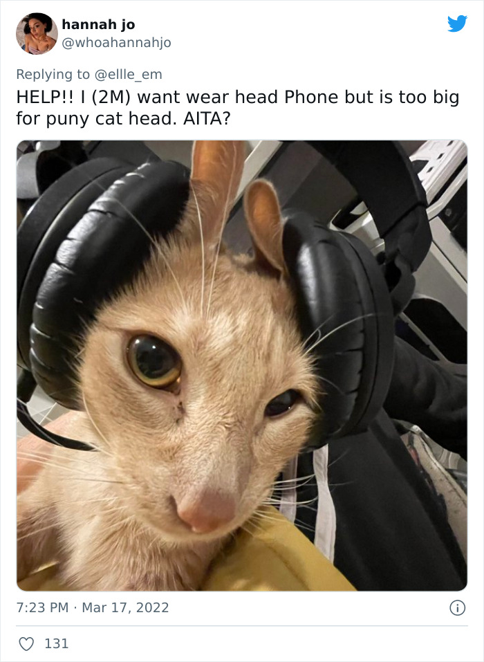 Aita-Cats-Twitter-Thread